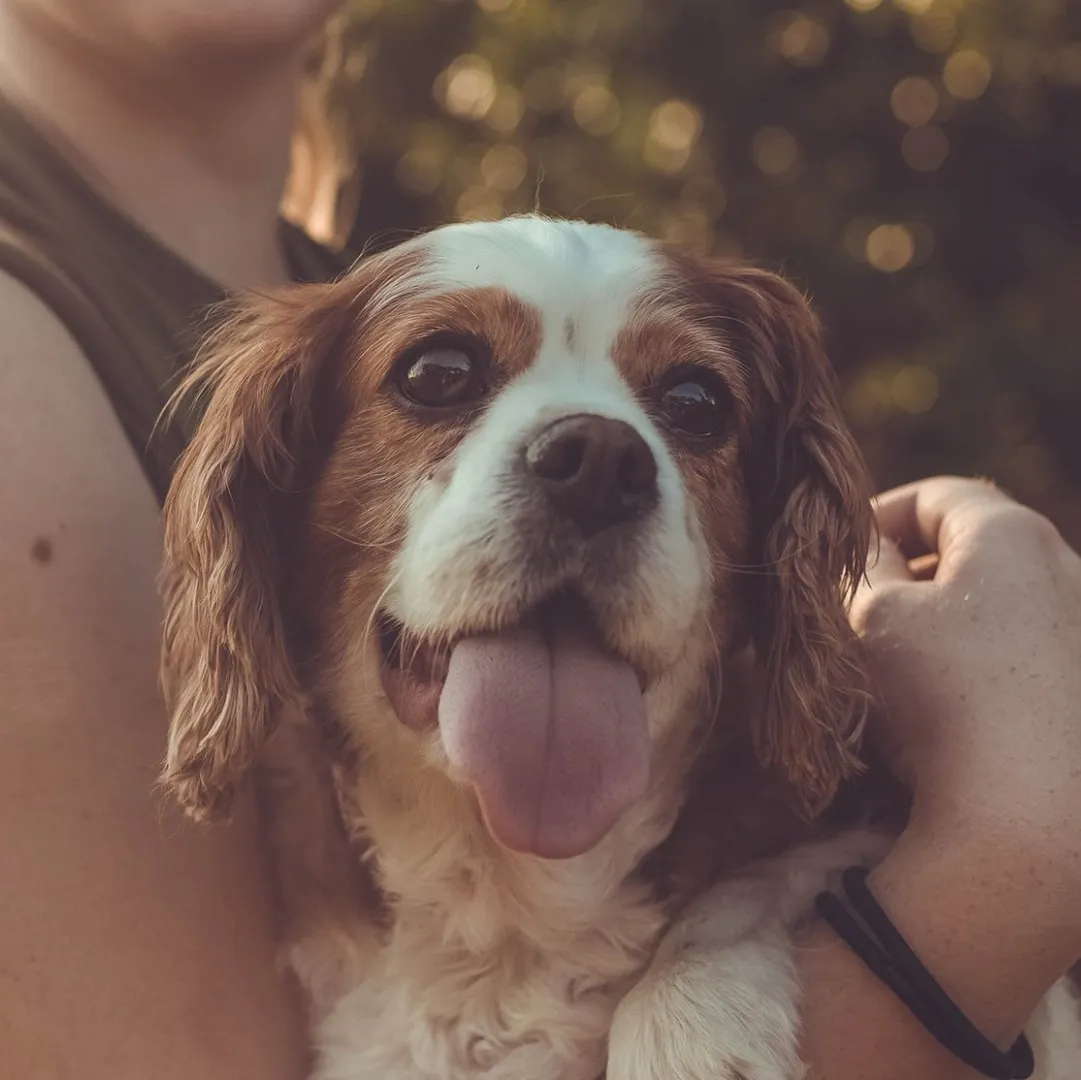 Happy older dog being held by it's owner