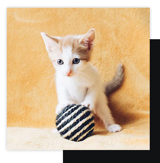 Kitten holding striped ball of yarn