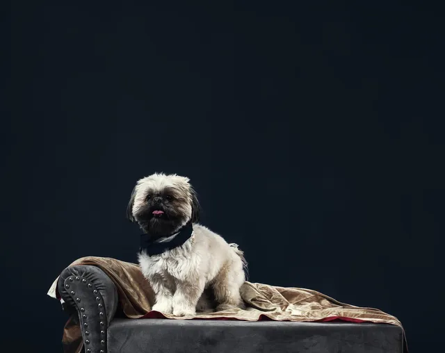 Small dog sitting on a sofa