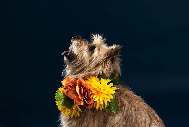Sandy dog with summer flowers around it's neck