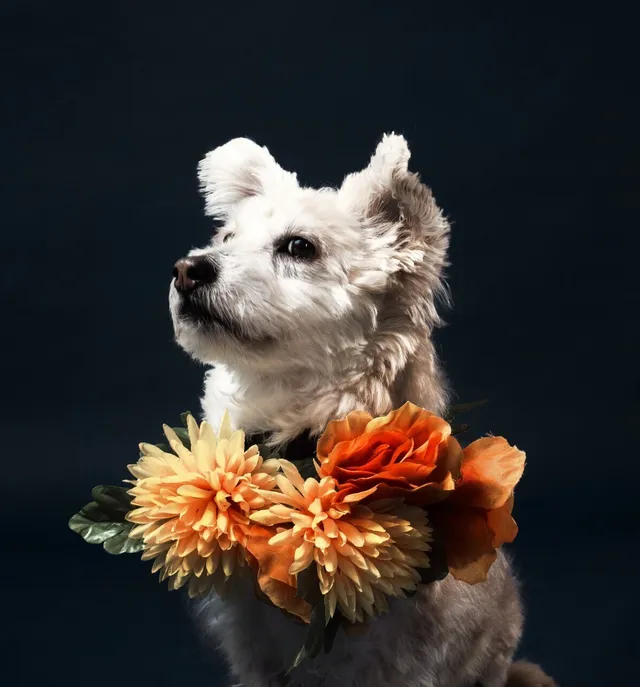 White dog in a flowery scarf