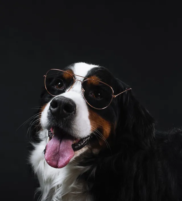 Bernese mountain dog wearing glasses