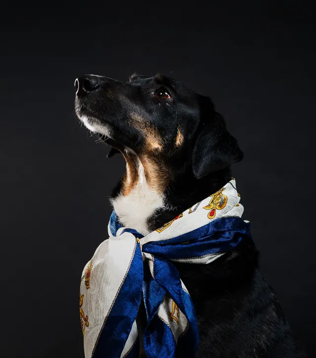 Classy canine gentleman adorned in nautical scarf