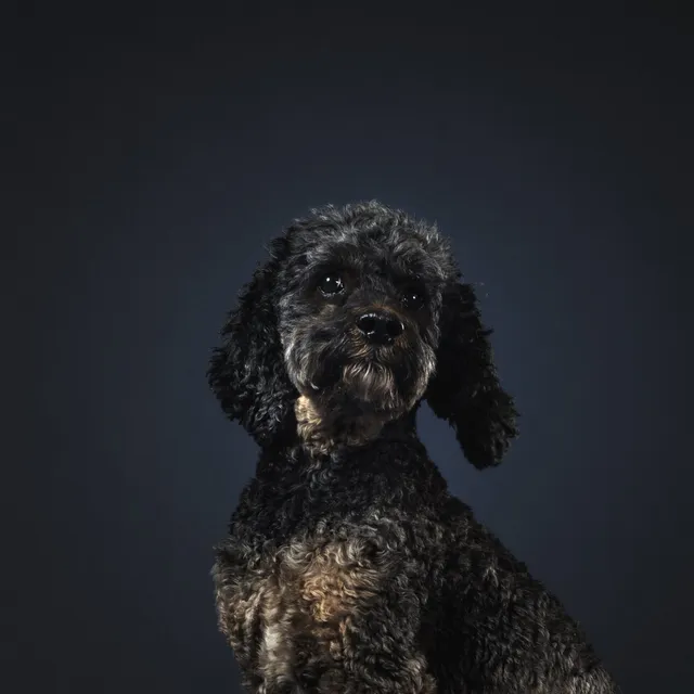 Poodle dog tilting head in front of a black backdrop