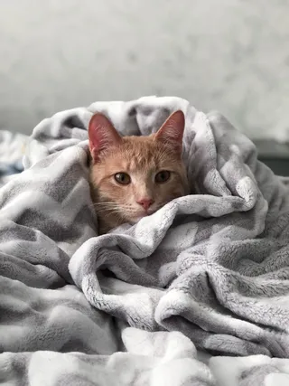 Cat bundled up in blankets