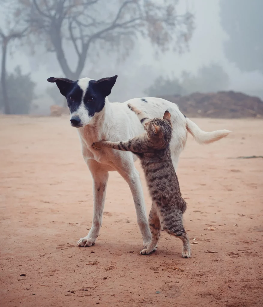 Cat jumping on white dog.