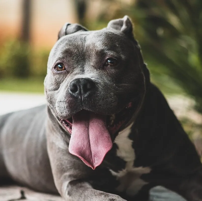 Pitbull dog relaxing with it's tongue out