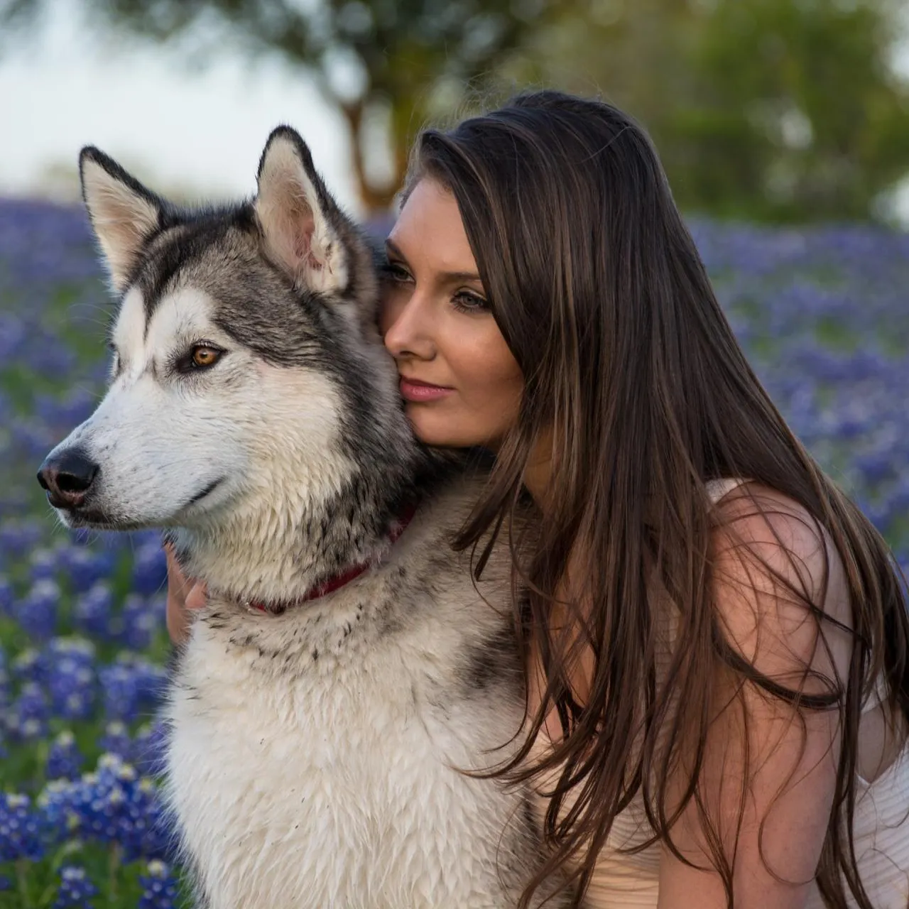 A woman and her husky sitting by purple flowers