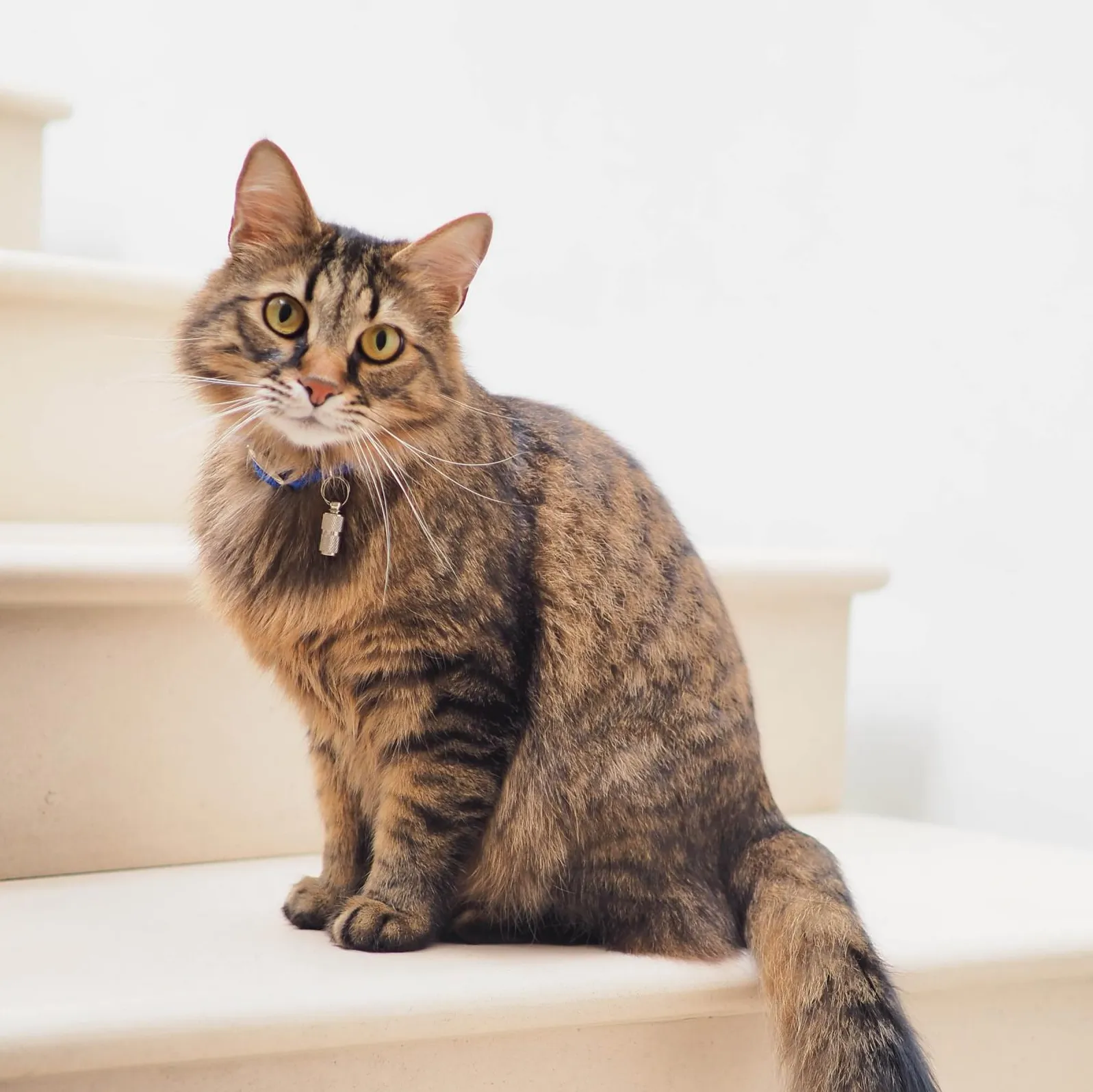 Brown and black striped cat sitting on white stairs