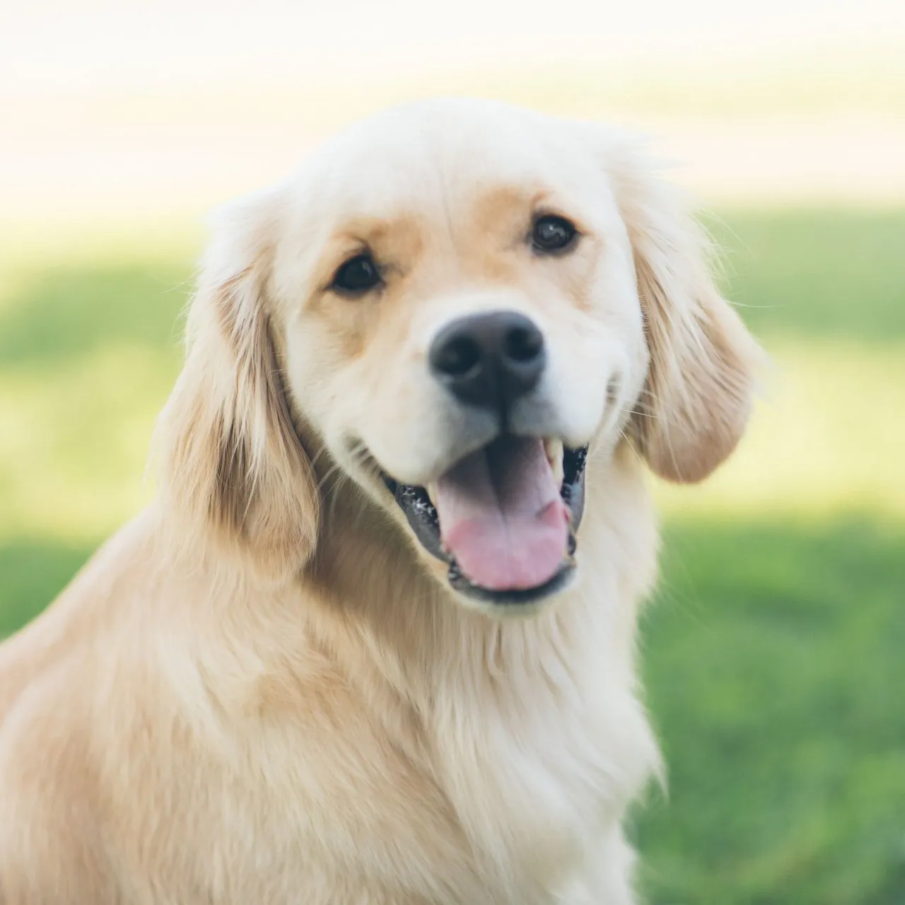 Golden retriever dog smiling while sitting on grass