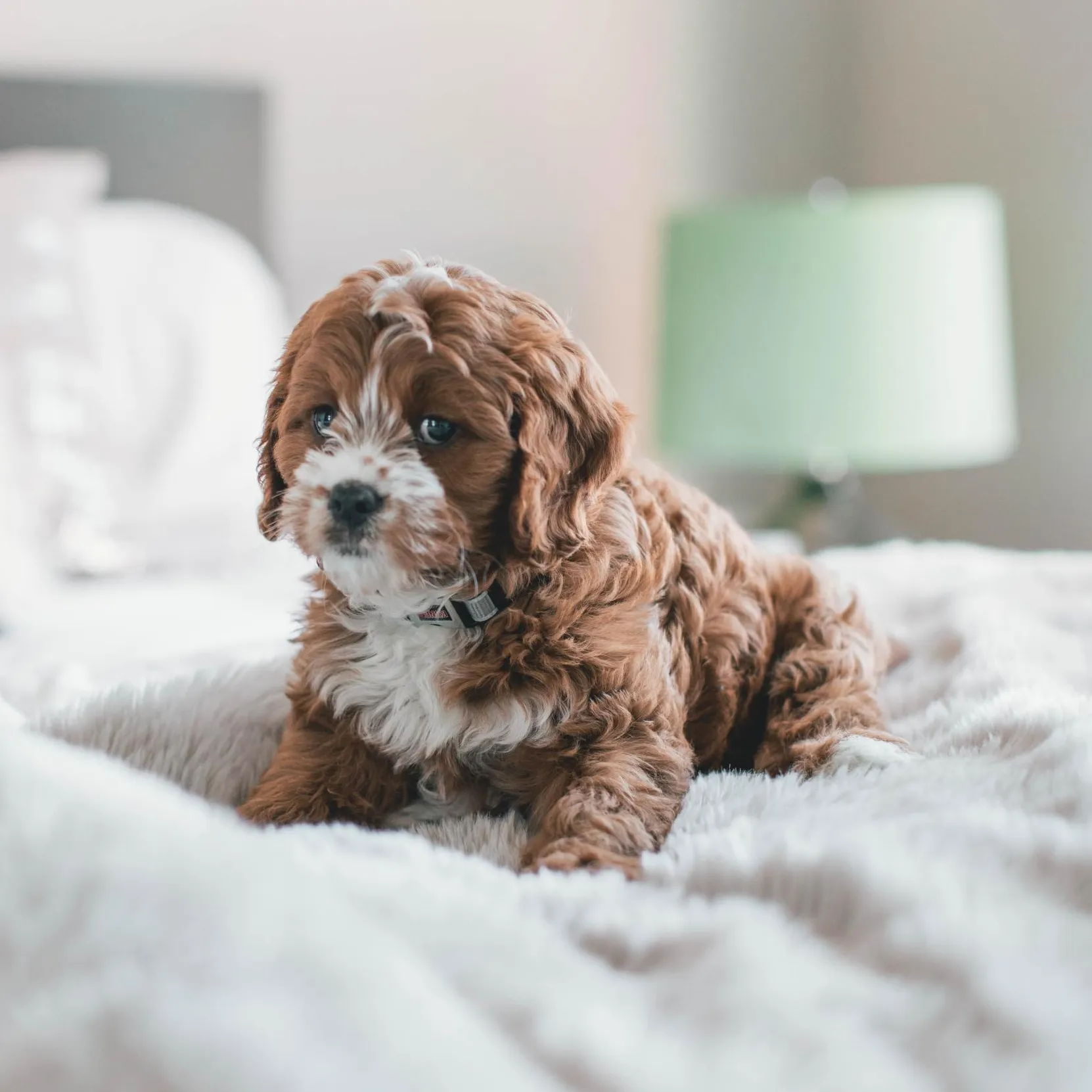 Puppy sitting on a lush blanket