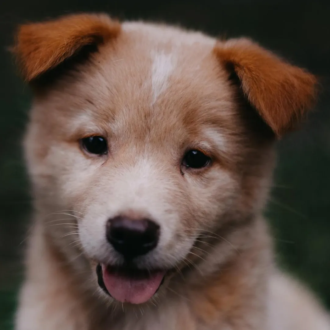 Puppy dog sticking out it's tongue