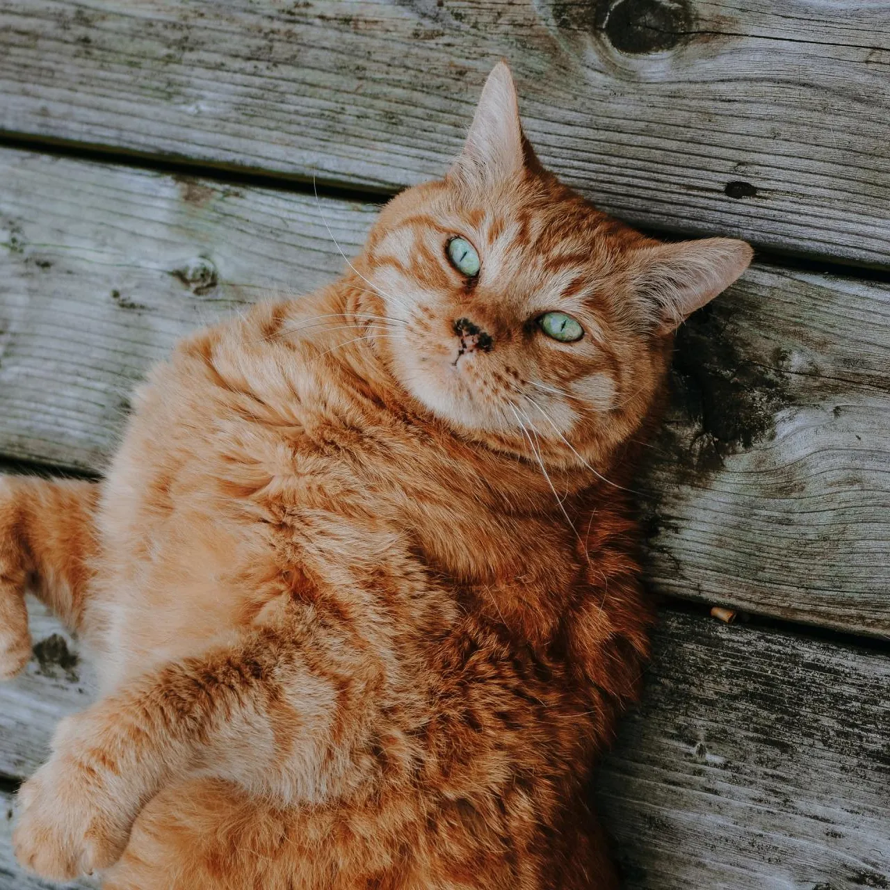 A tan cat with green eyes lounging on a deck