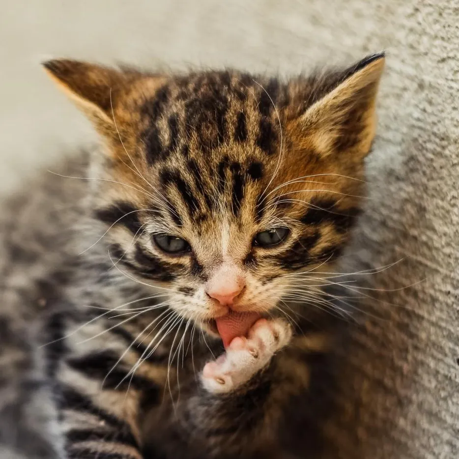 Kitten licking it's paw