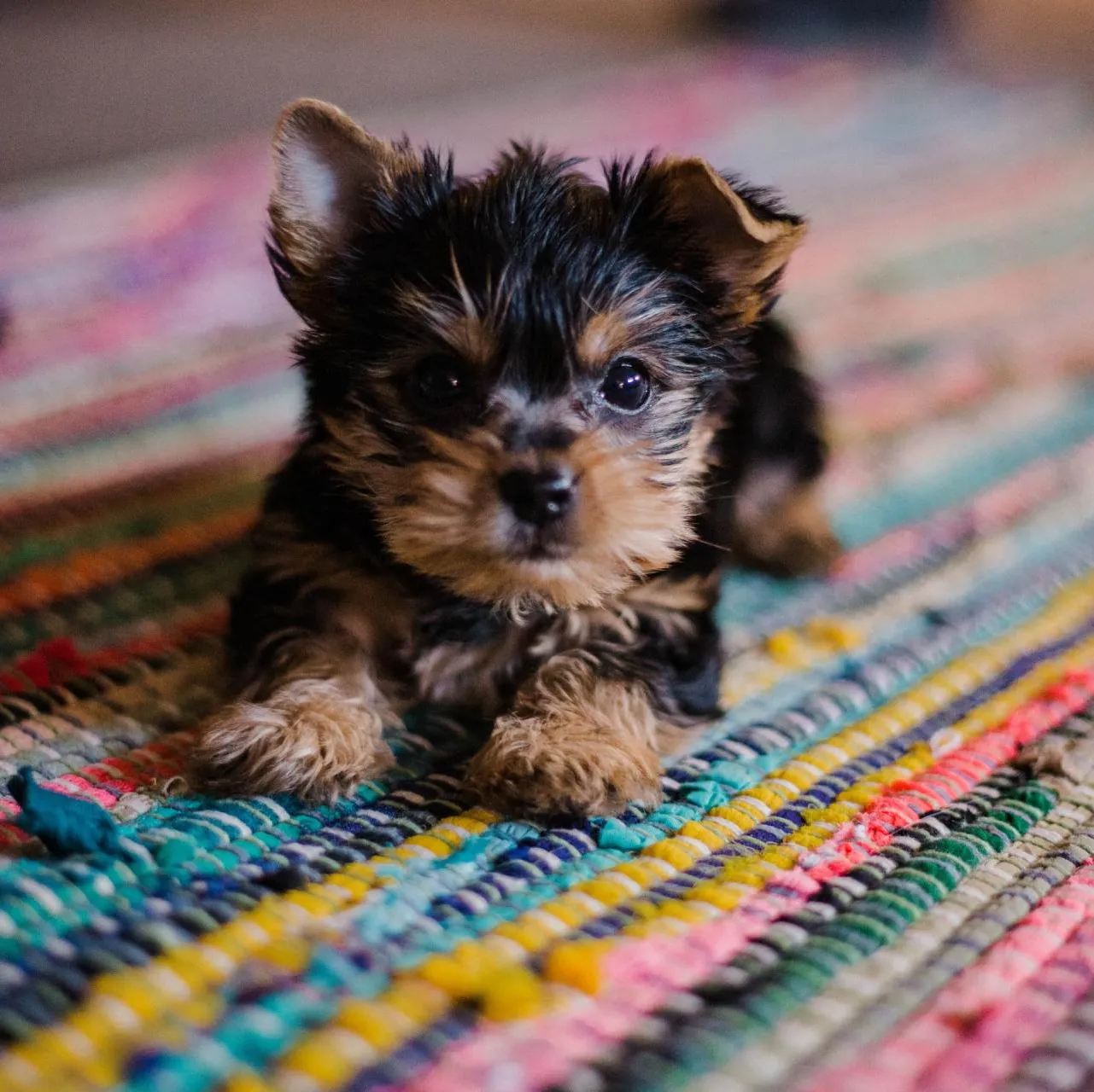 Yorki puppy laying on a colorful rug