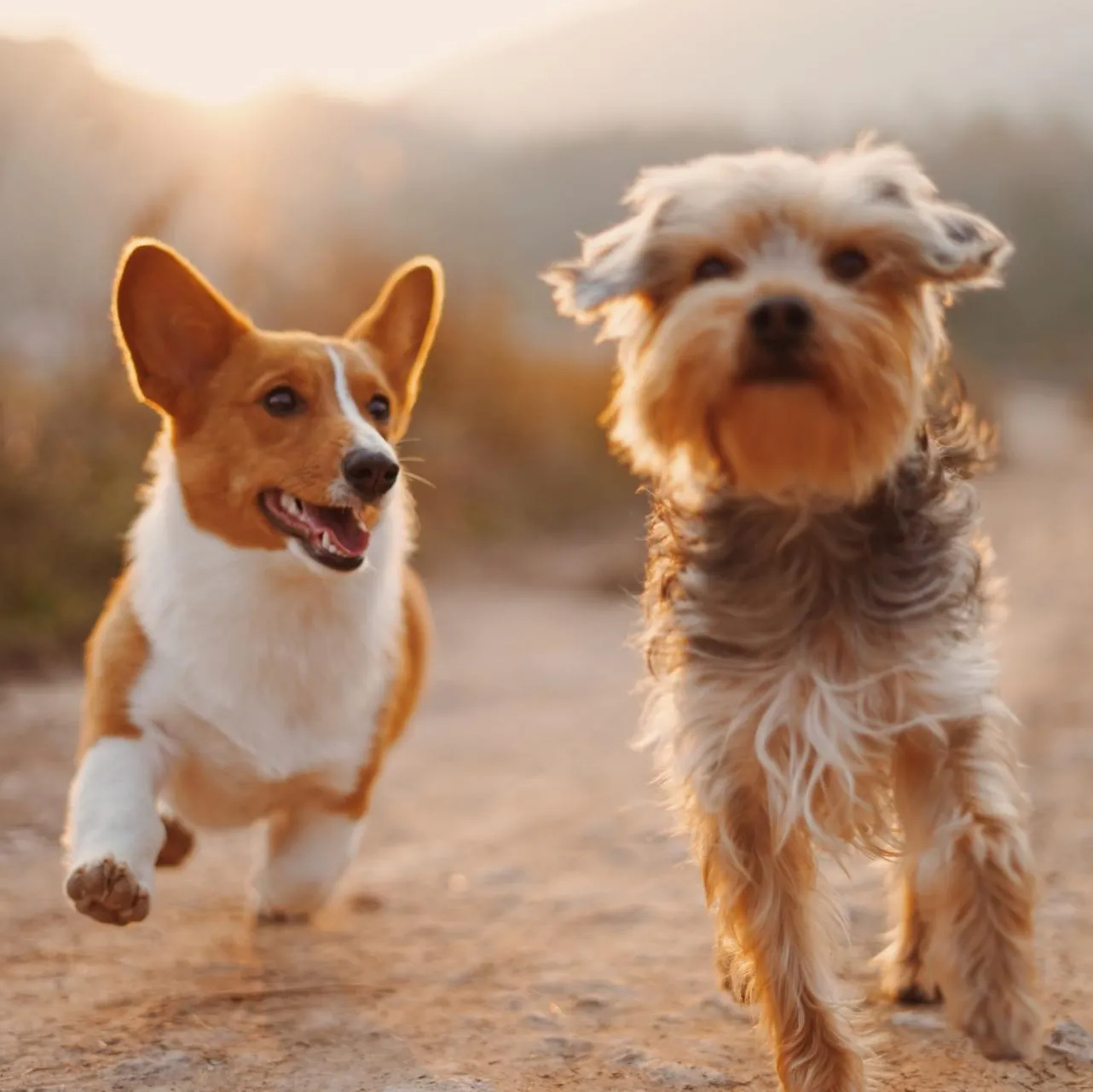 Two dog friends running together