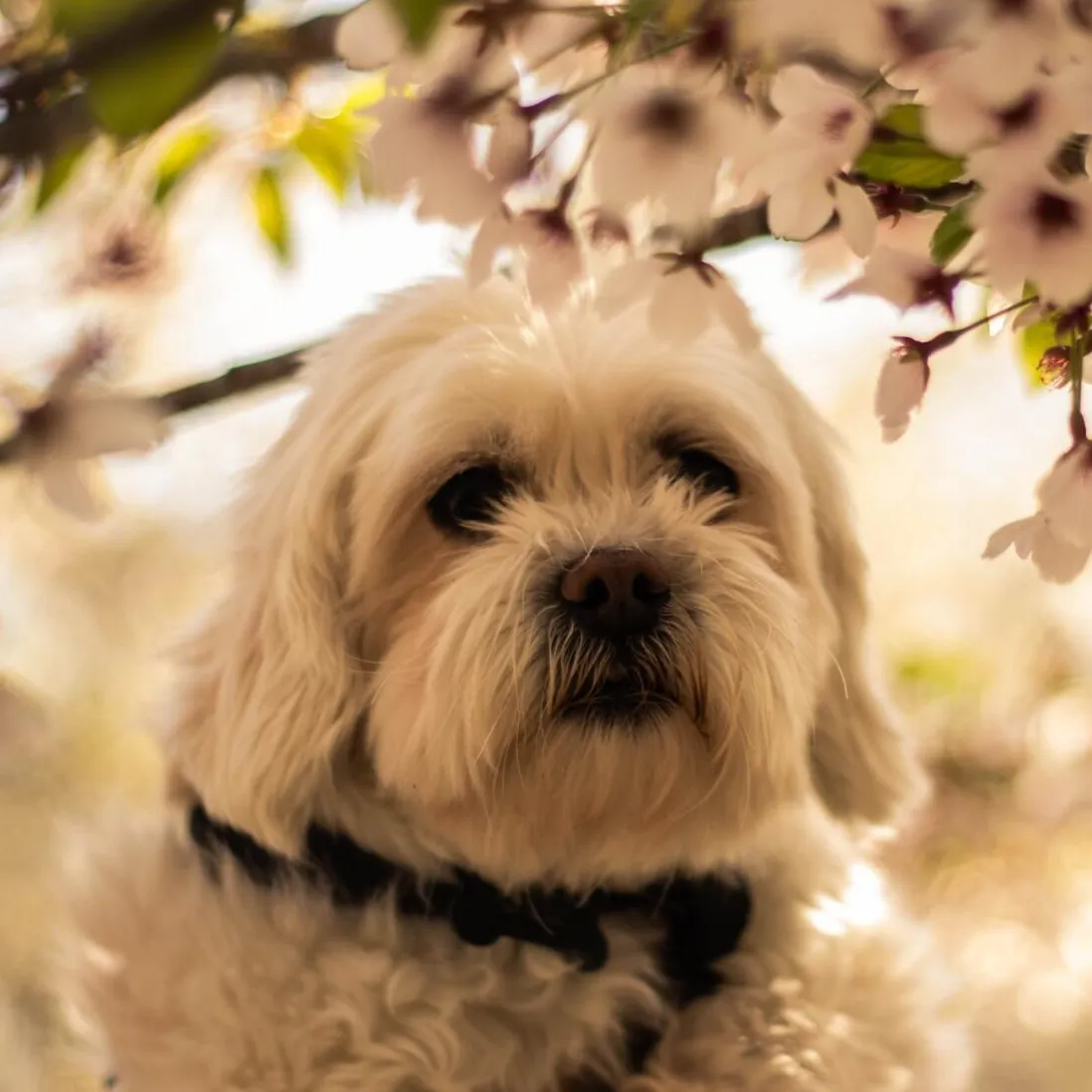 Dog next to cherry blossoms