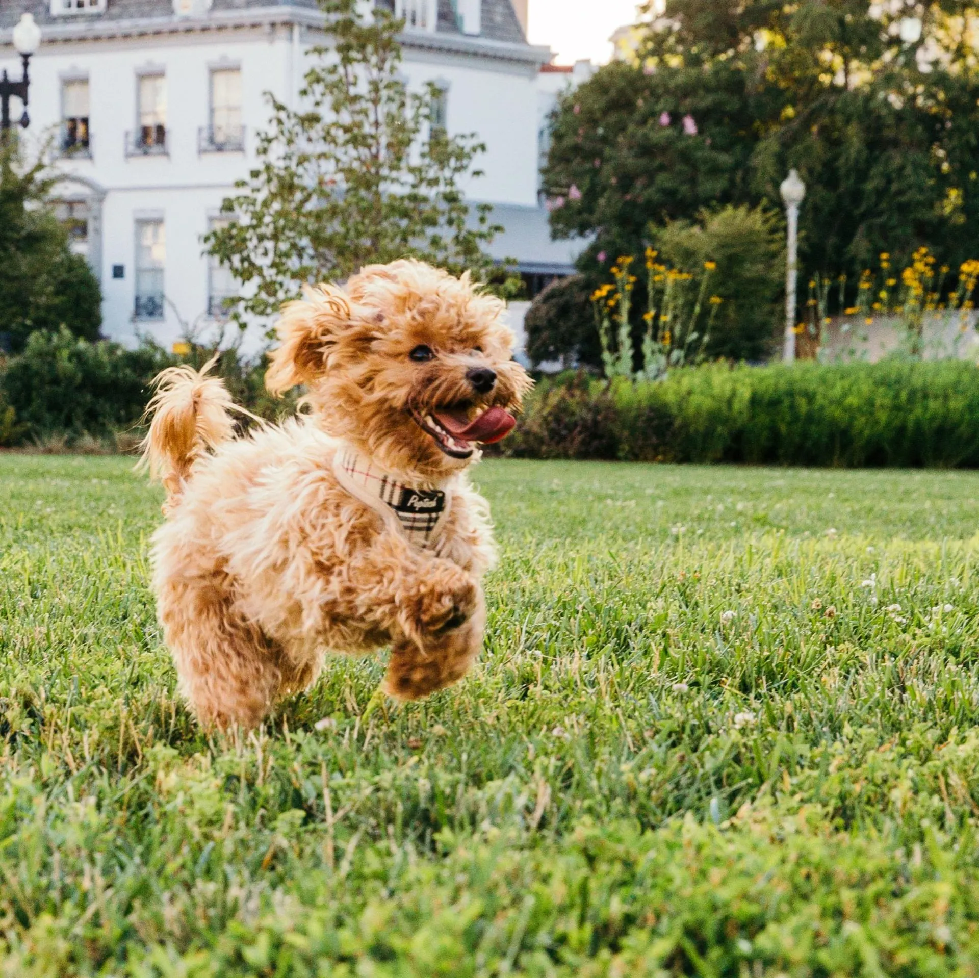 Very happy dog running on lush grass