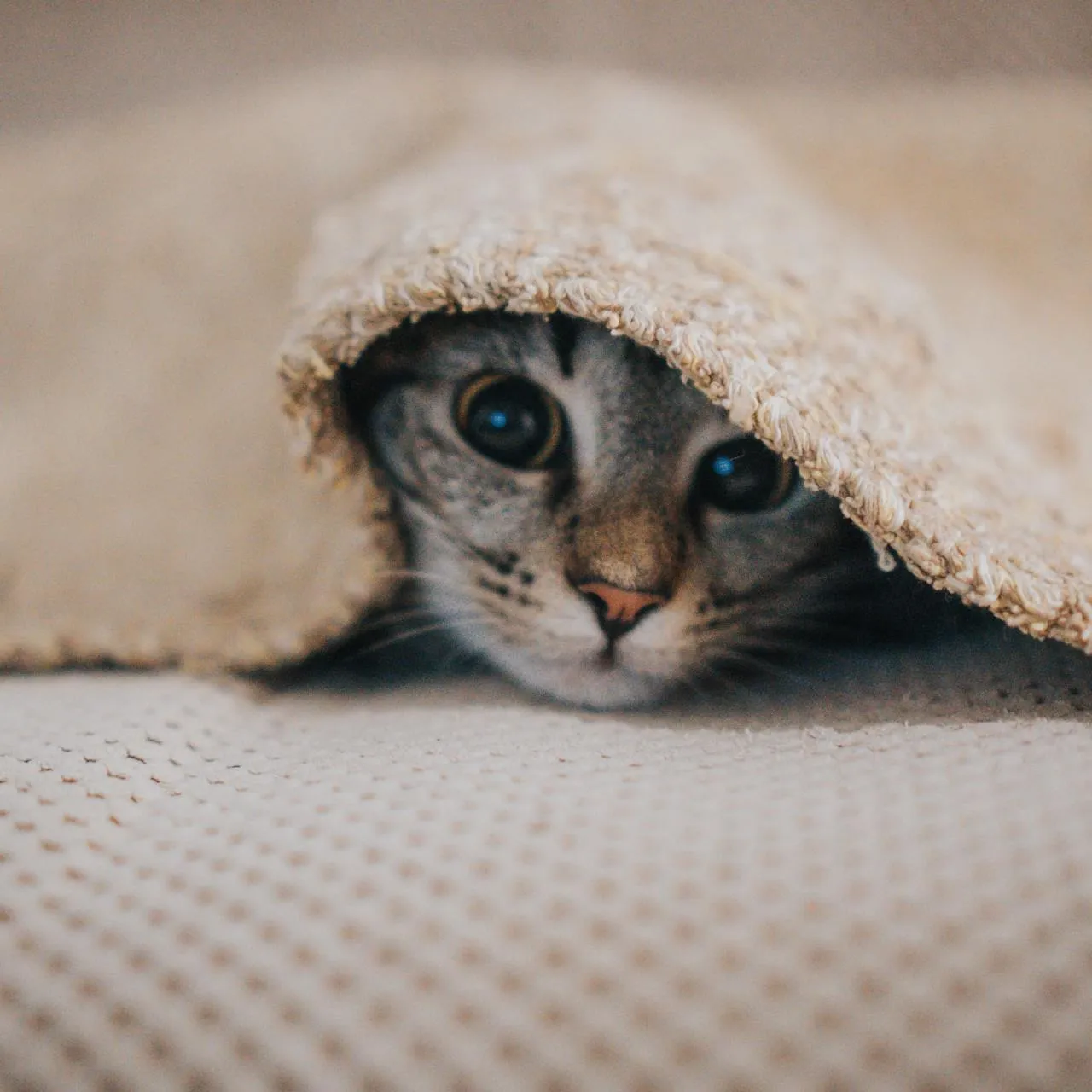 A cat hiding underneath a blanket