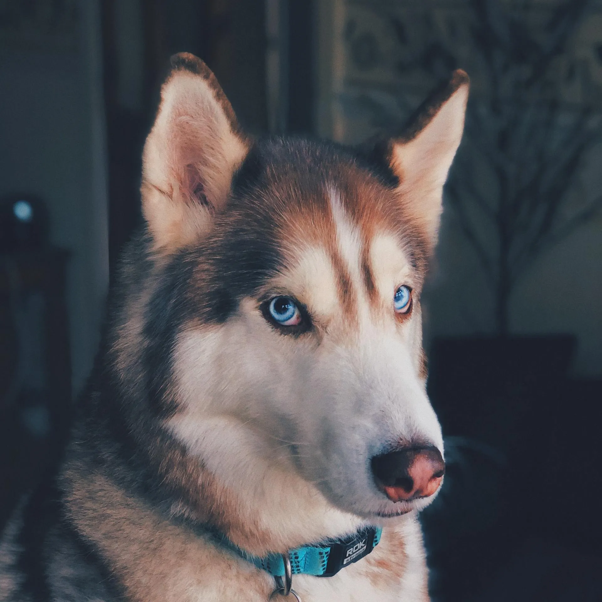 Husky dog with light blue eyes