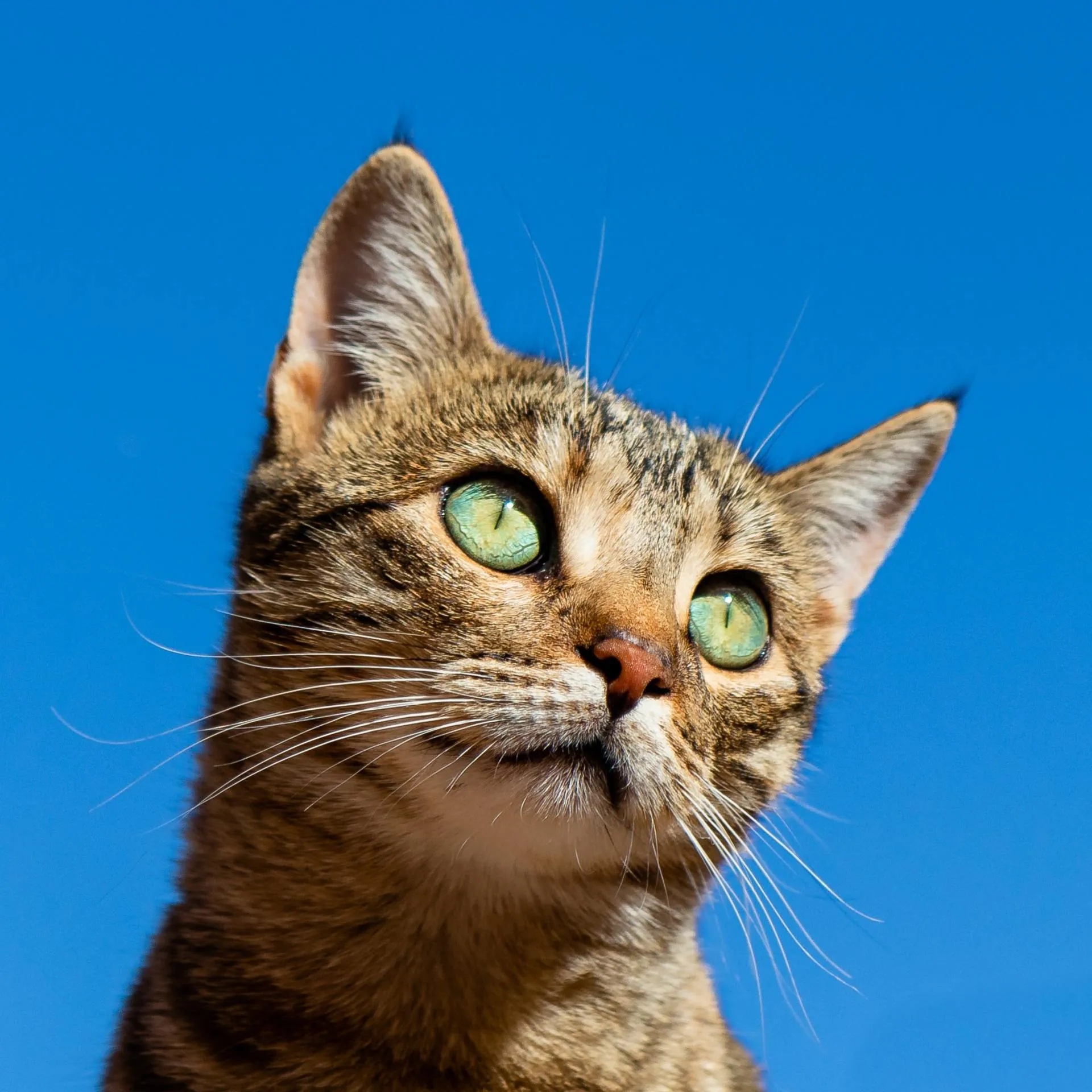 Kitten with green eyes in front of a sky blue background
