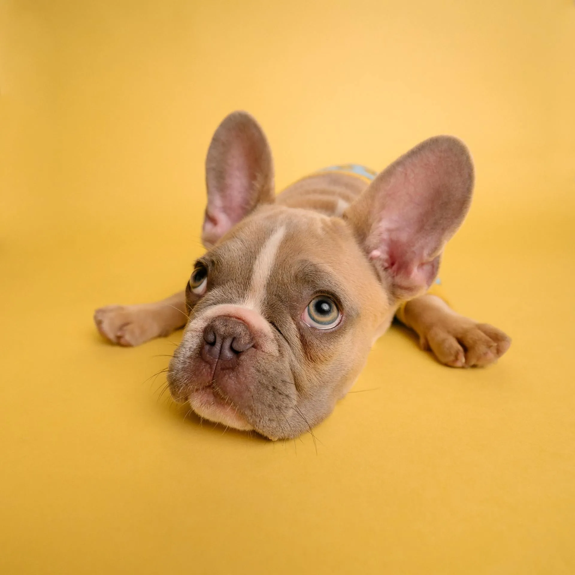 Dog with cute large ears laying on a yellow backdrop