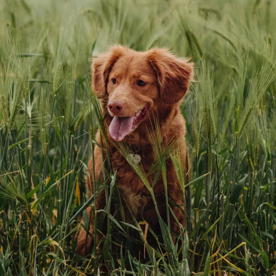 Brown dog sitting in tall grass and weeds
