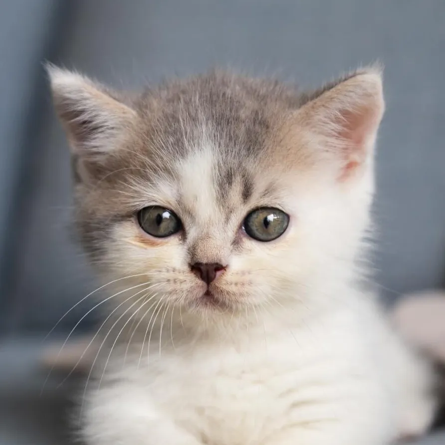 Kitten sitting in front of a grey background