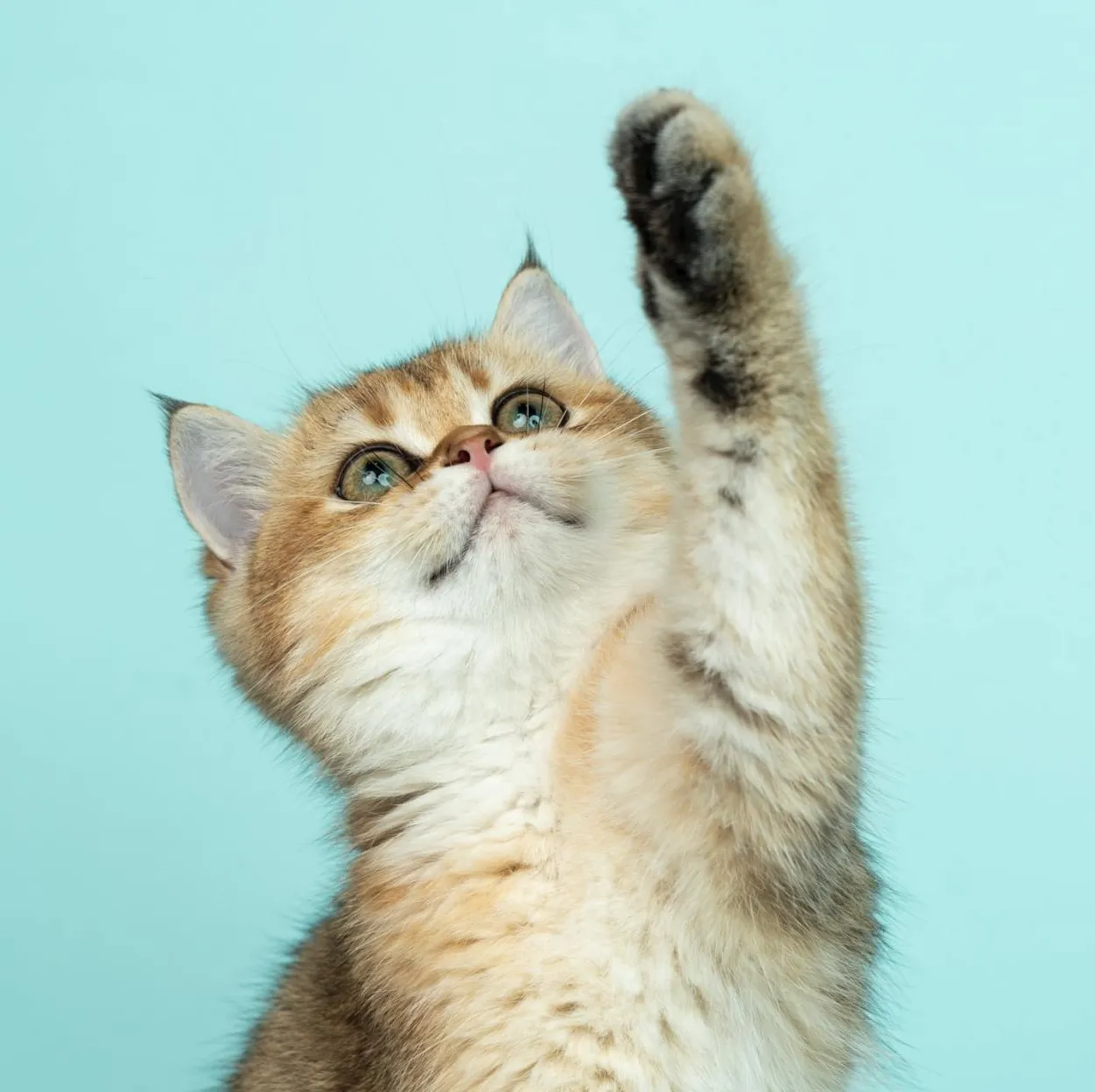 Kitten in front of a light blue background holding up it's paw