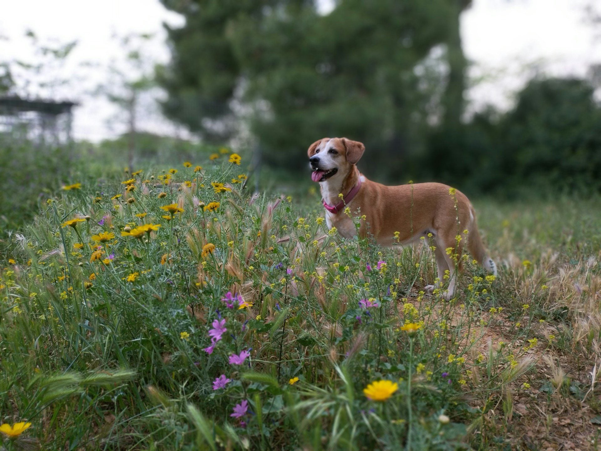 dog standing in a meadow