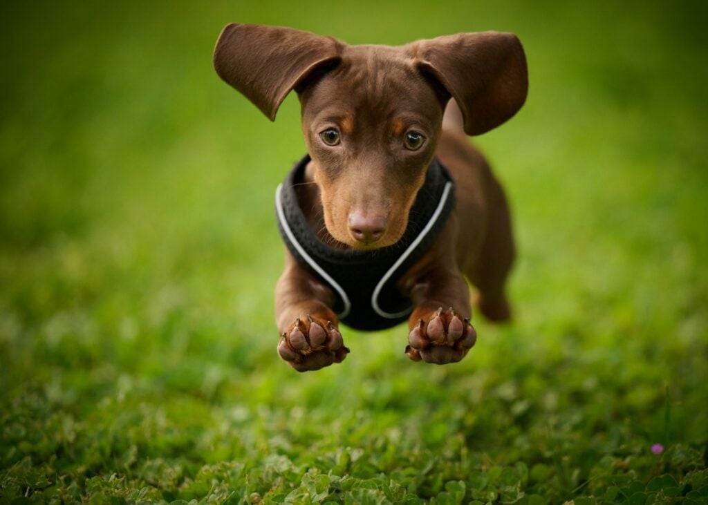 Dog leaping over grass