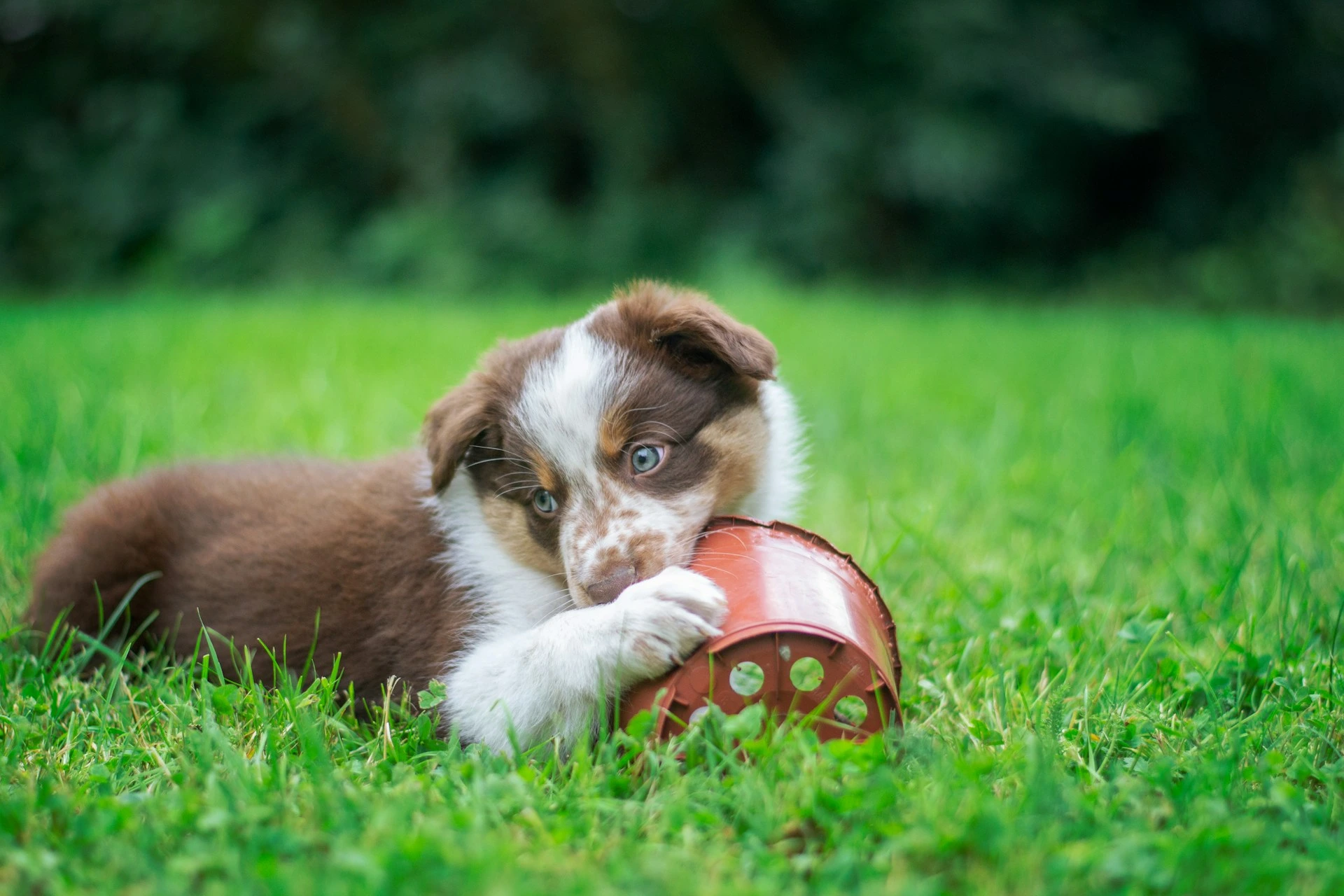A brown and white puppy lies in the grass, holding and chewing on a small brown plastic flower pot.