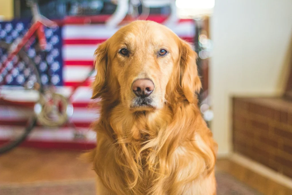 A golden retriever looks directly at the camera with a blurry American flag in the background.
