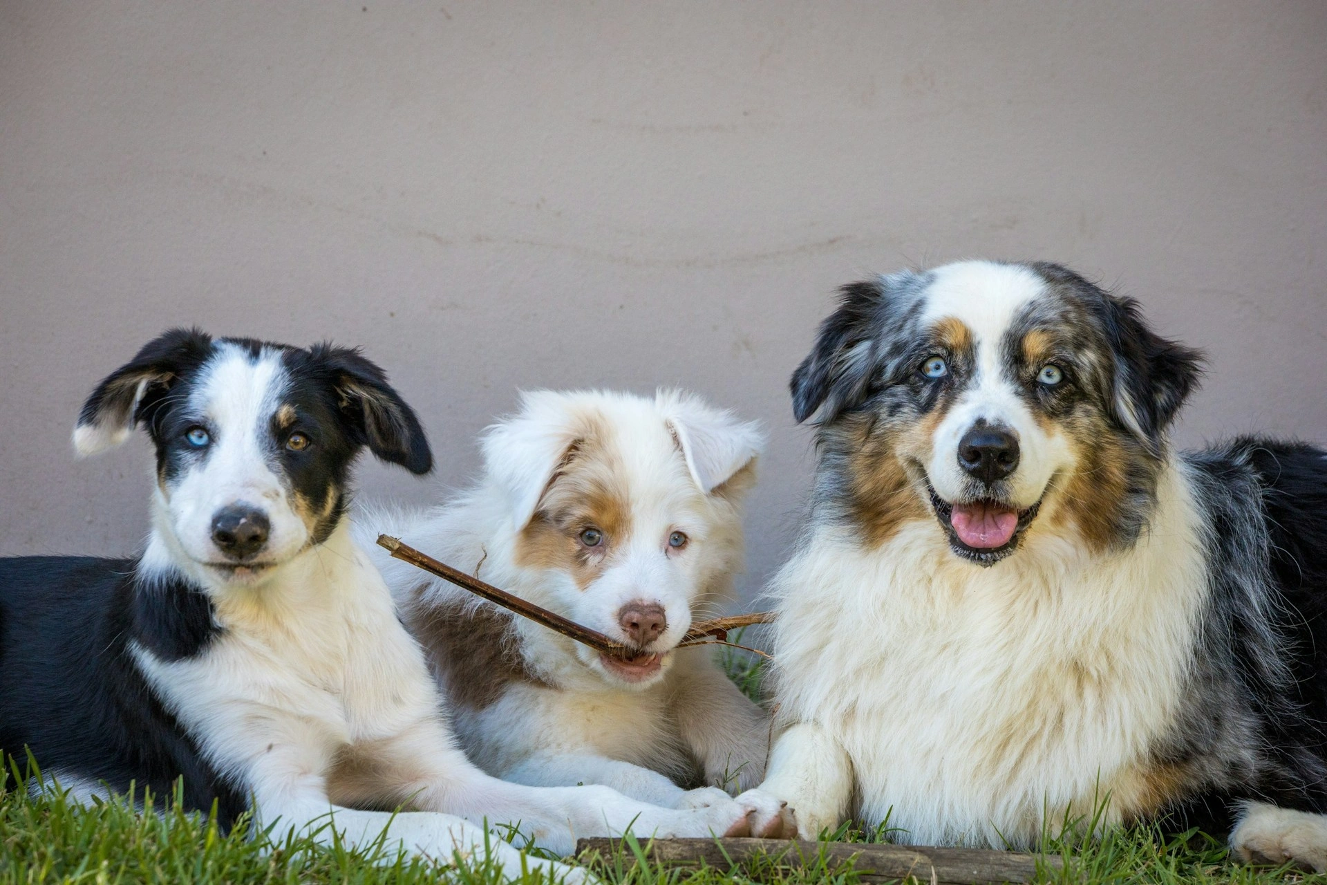Three Australian Shepherds lie side by side on the grass, with the middle puppy holding a small stick in its mouth.