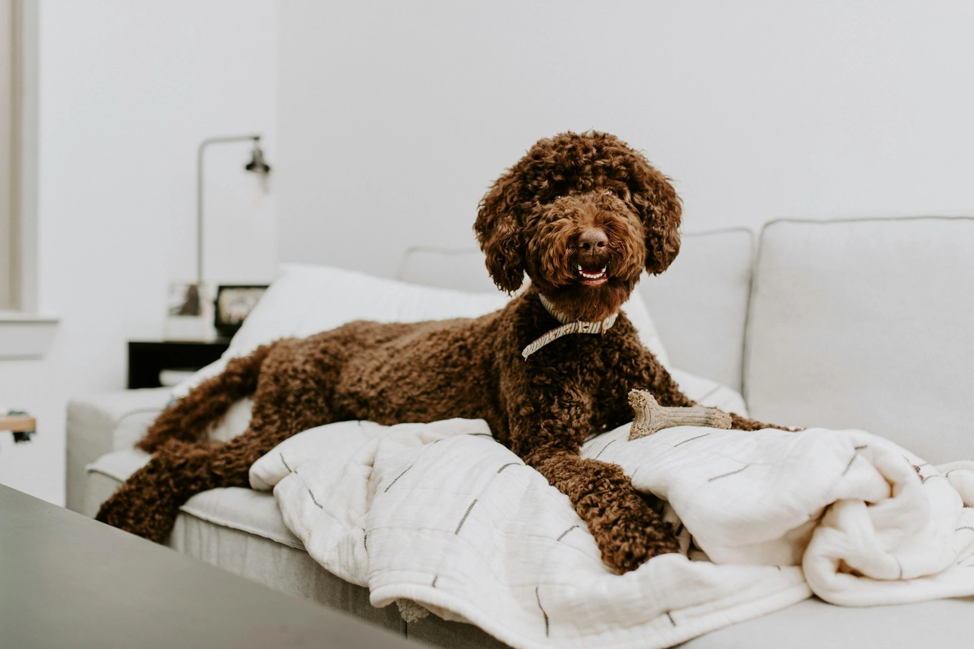 A brown, curly-haired dog lies on a white couch next to a chew toy.