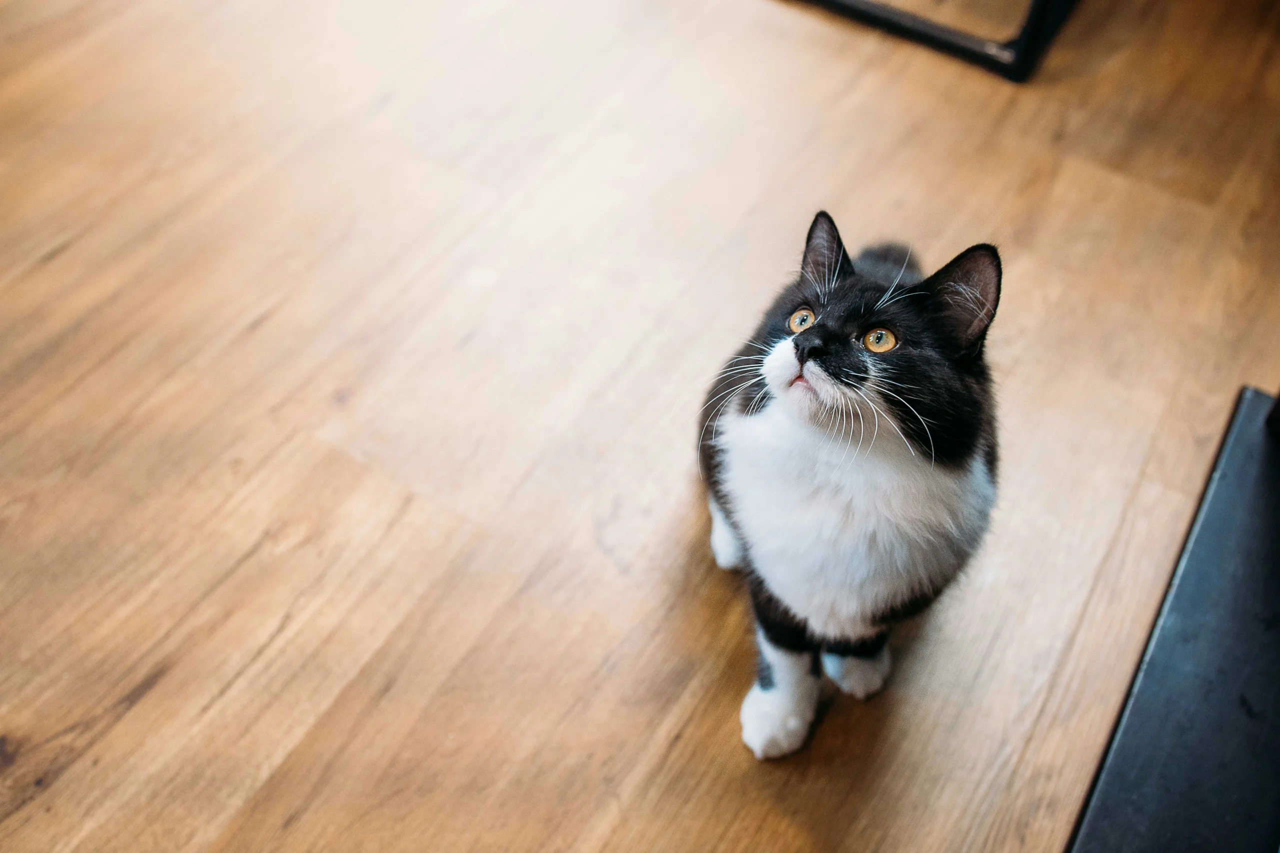 A tuxedo cat sits on a wooden floor and looks upward with yellow-orange eyes.