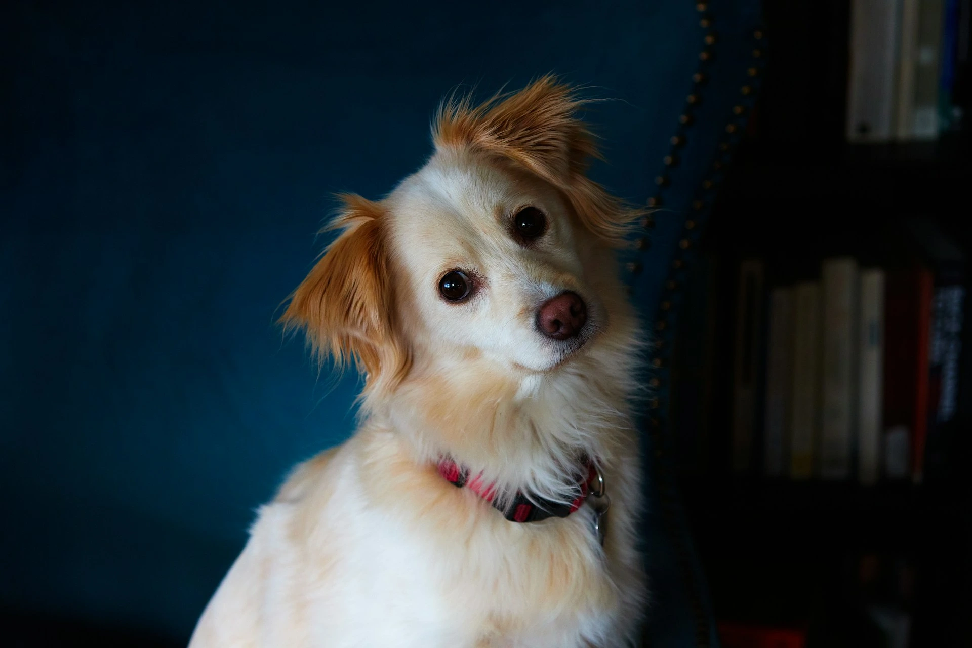 A dog tilts its head while sitting in front of a dark blue chair.