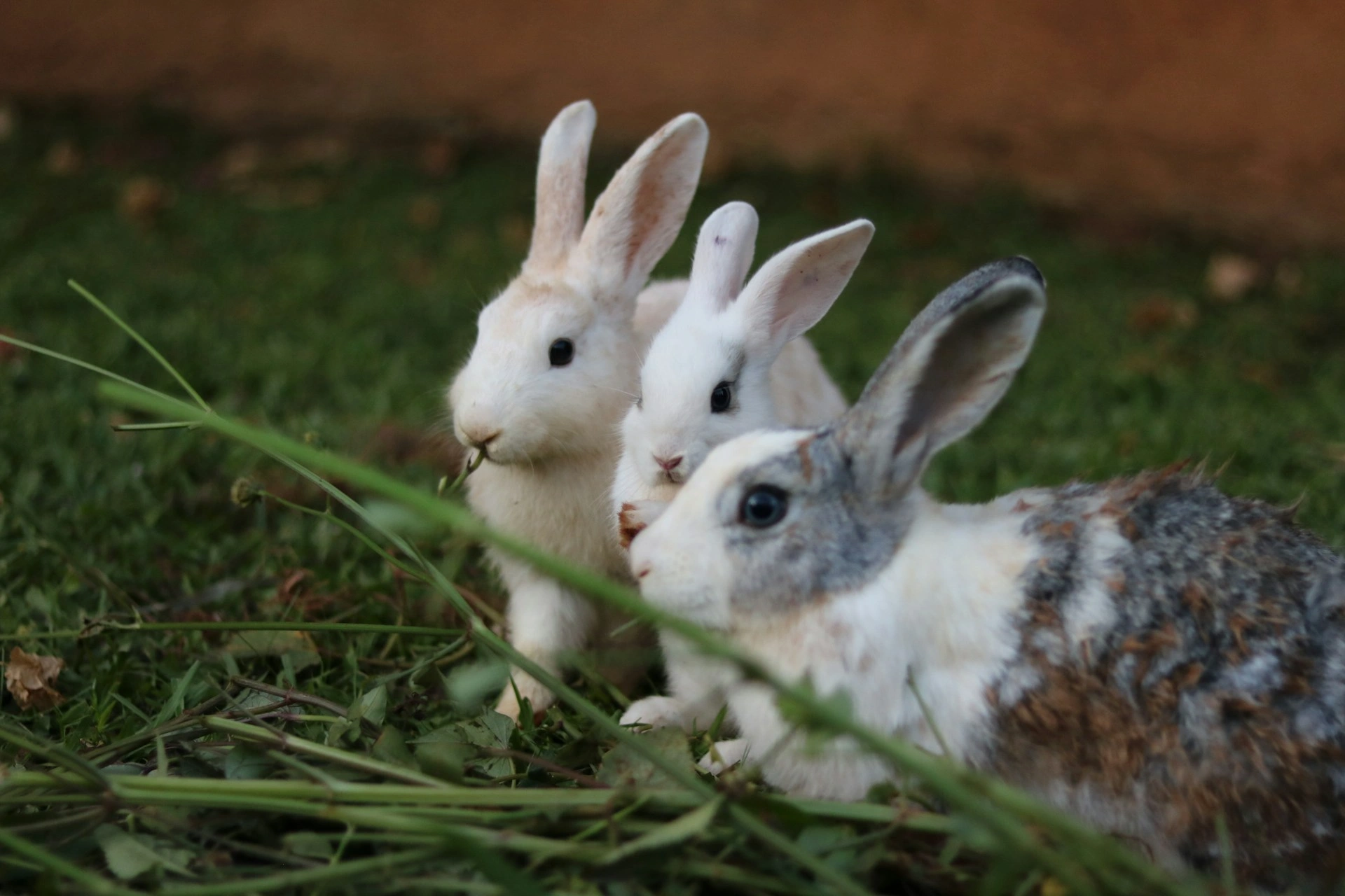 Three small rabbits sit together in a patch of green grass.