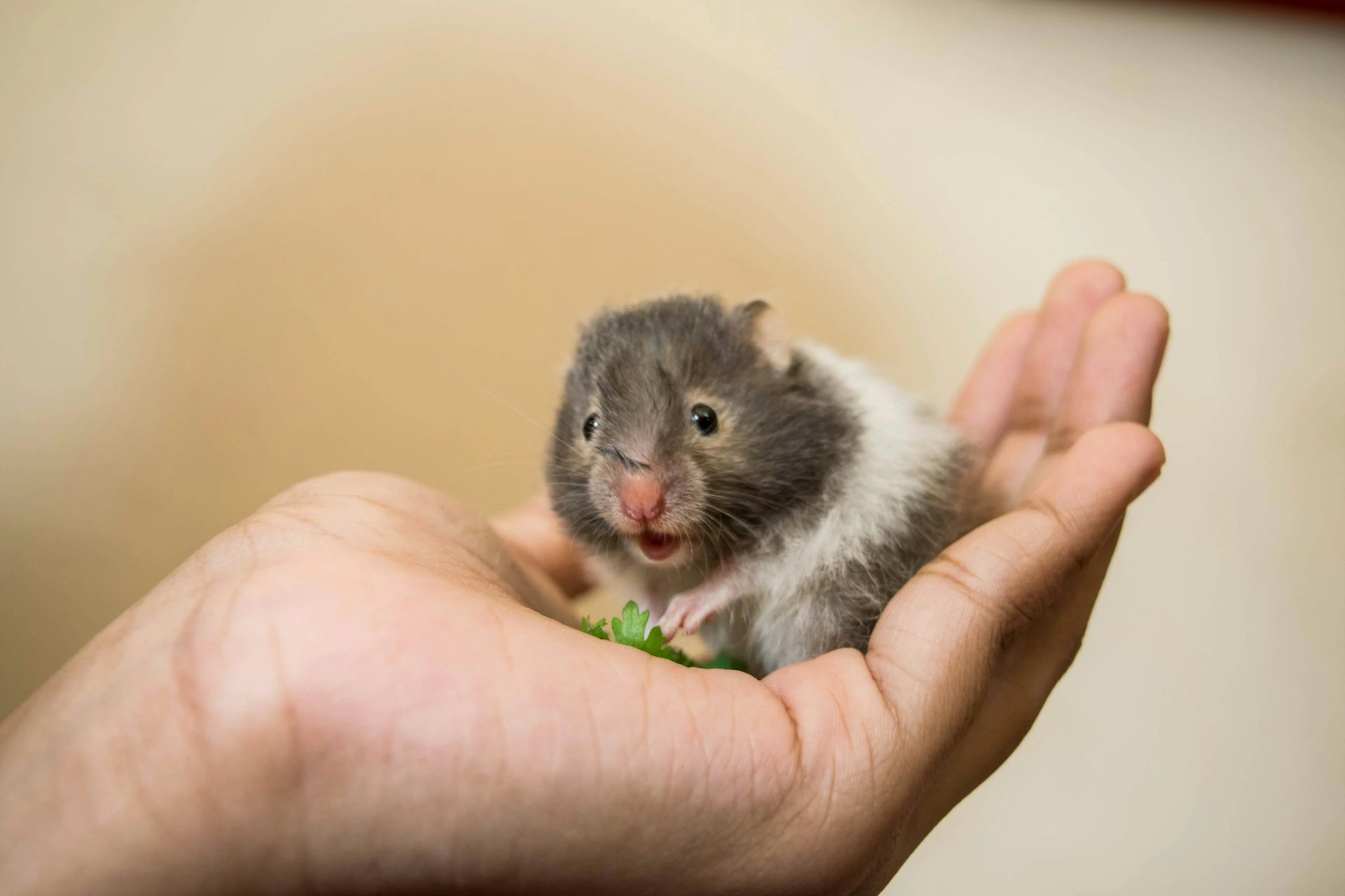 A hamster sits on a person's palm next to a small green leaf.