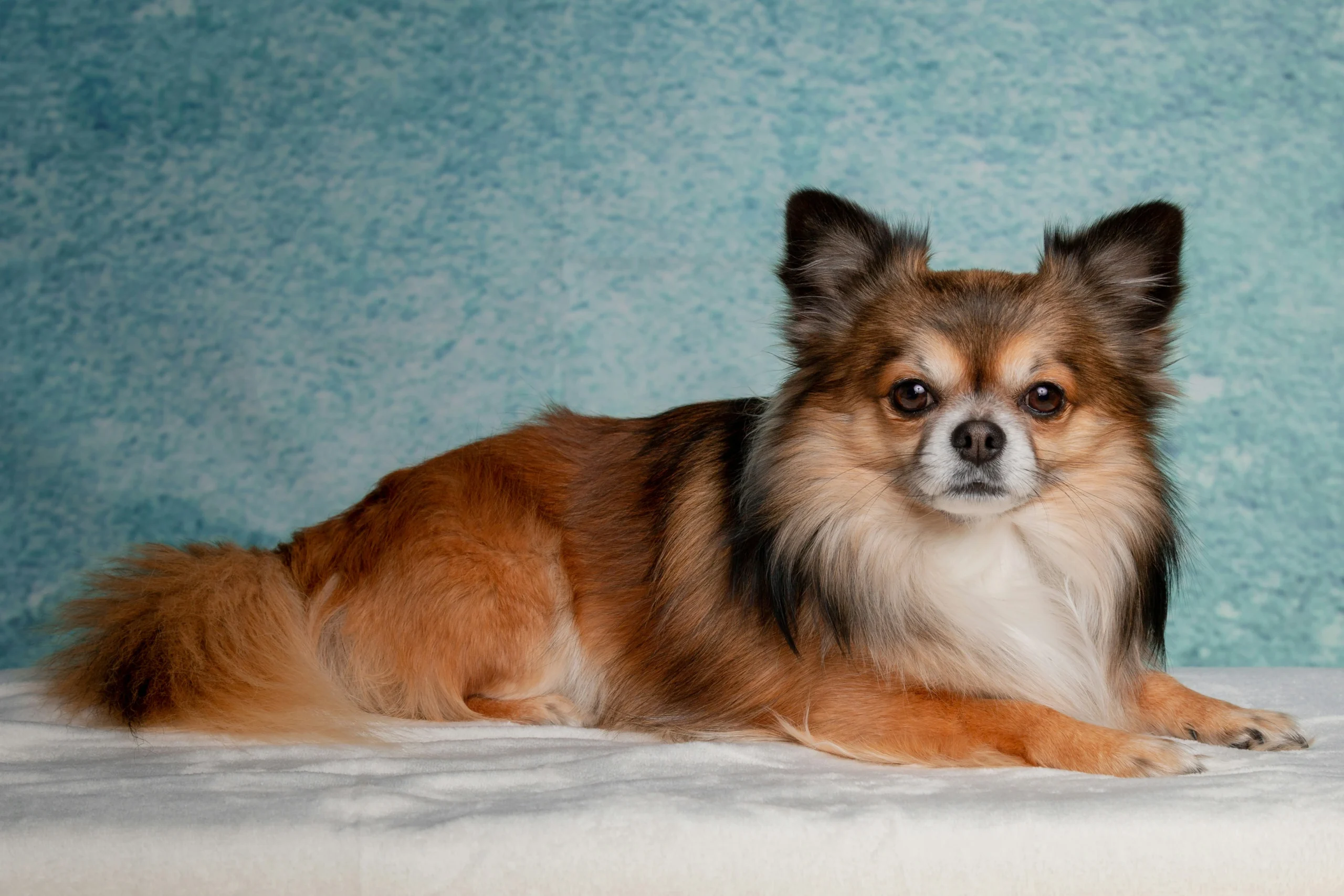 A long-haired, brown and white Chihuahua lies down against a blue background.