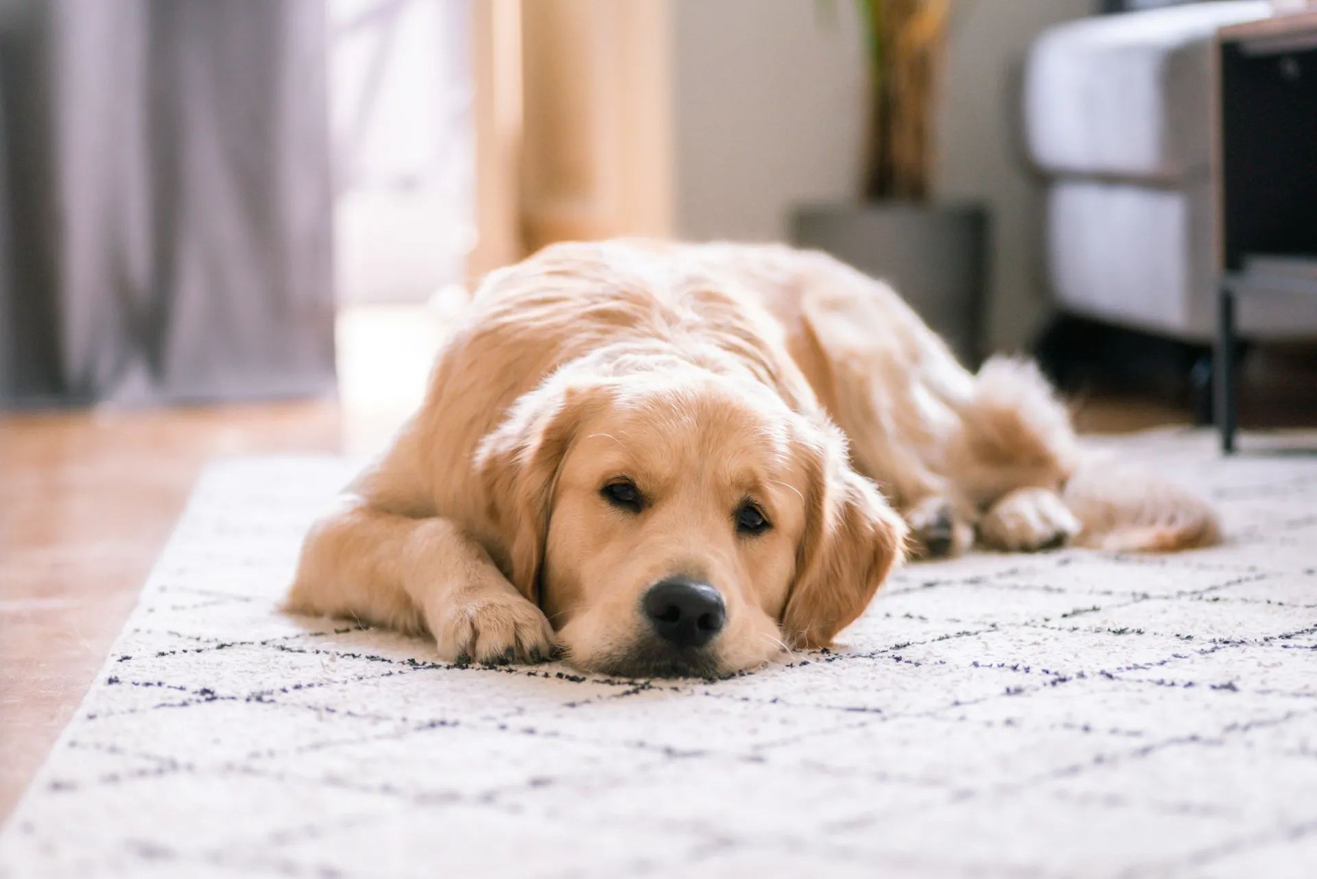 A golden retriever dog lies resting its head on a patterned rug indoors.
