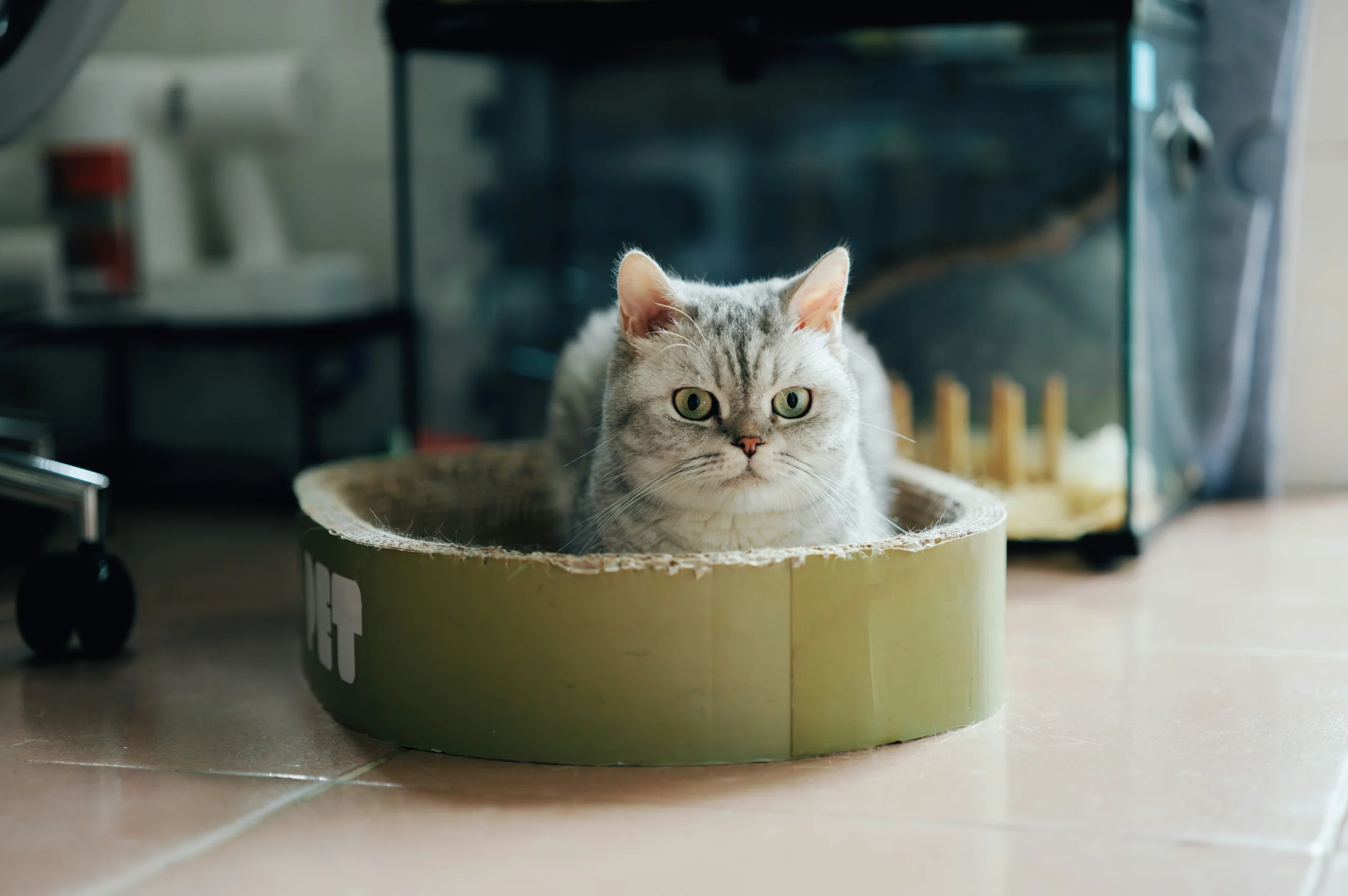 A fluffy grey tabby cat sits inside a circular green cardboard scratcher on a tiled floor.