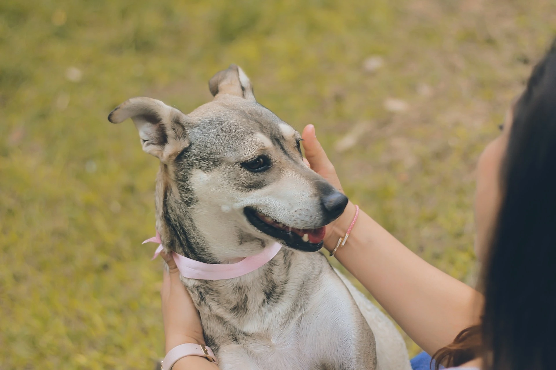 A dog wearing a pink ribbon collar is held and petted by a person outdoors.