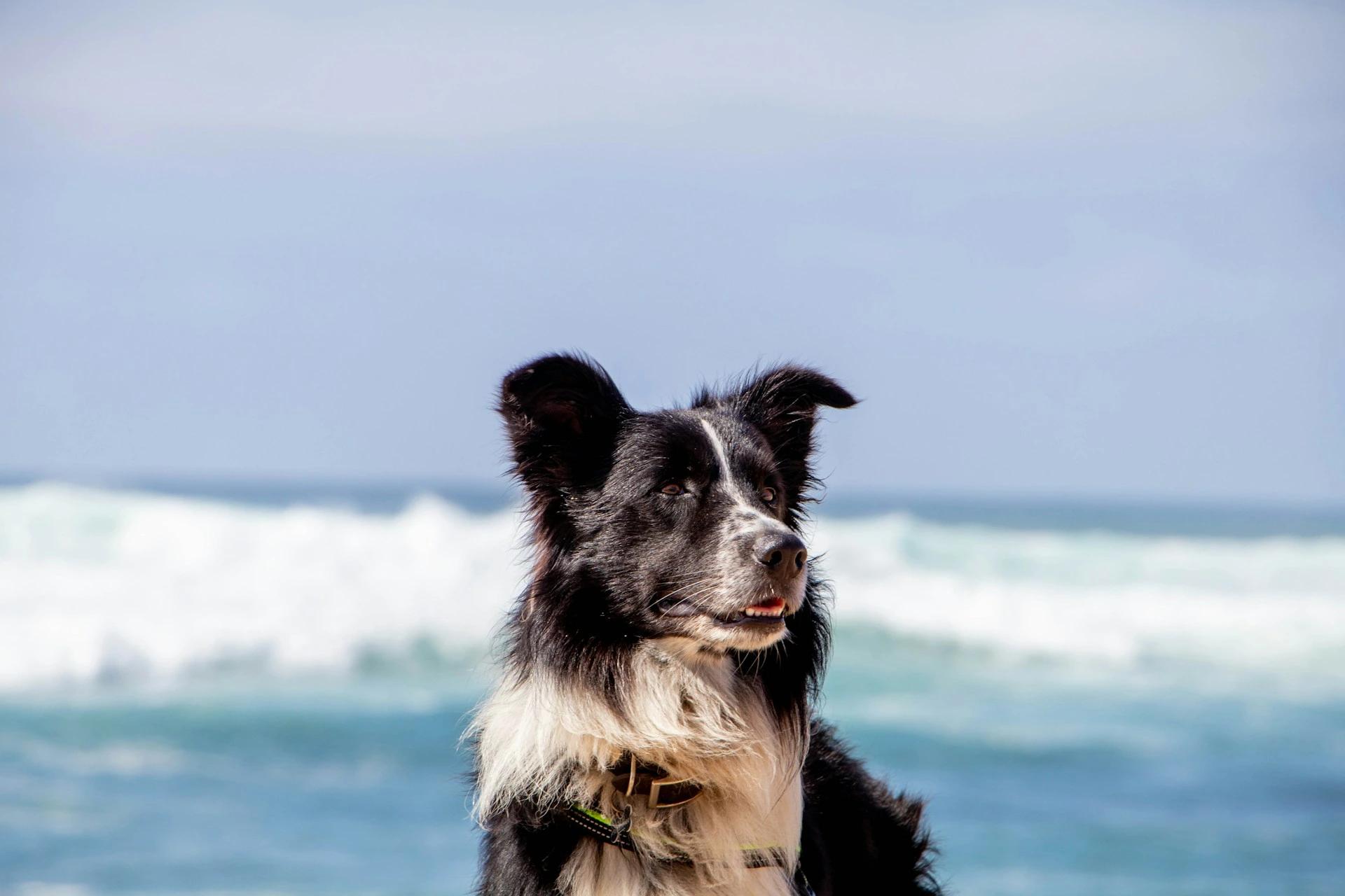 A black and white Border Collie looks off to the side with ocean waves in the background.