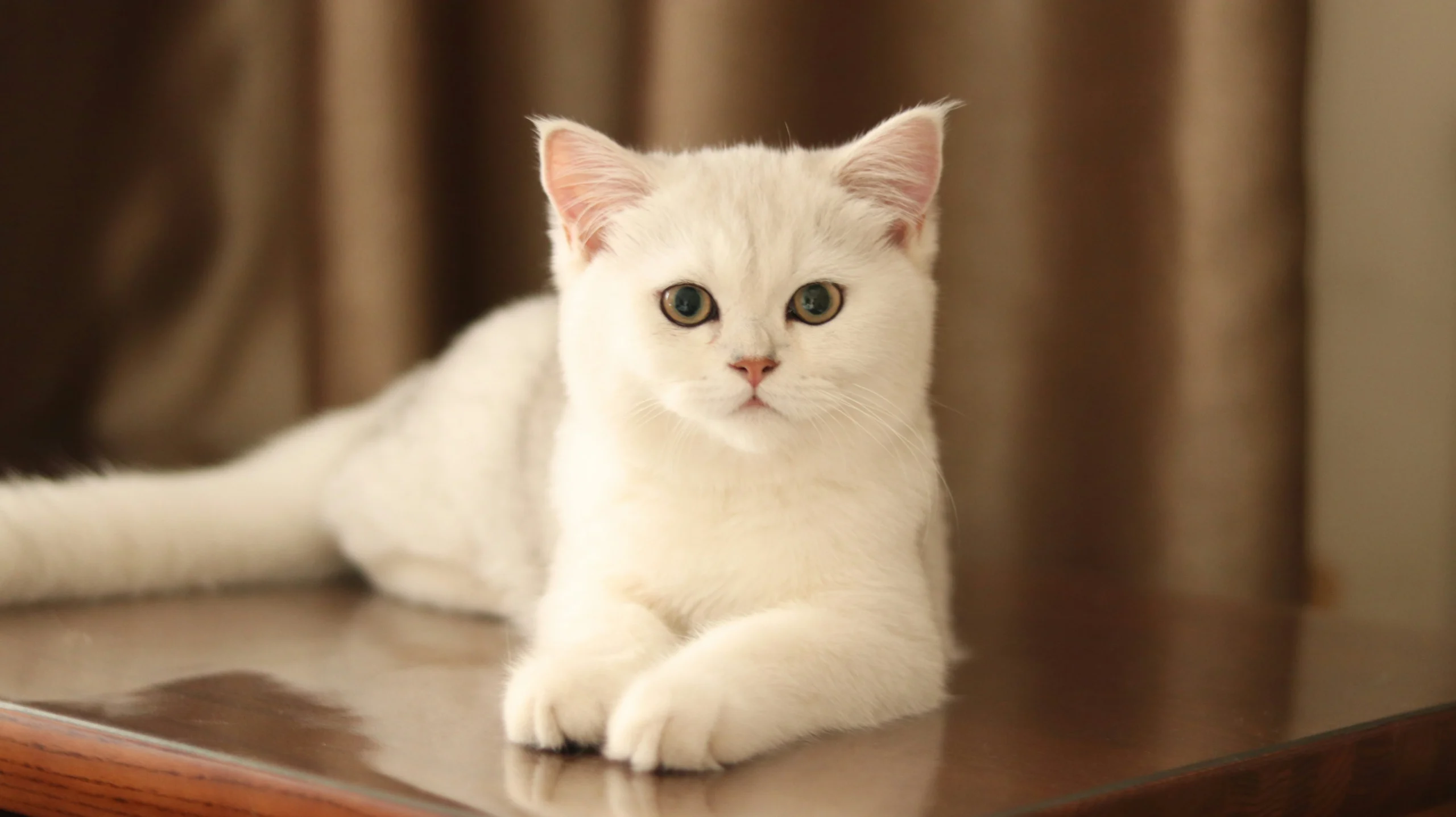A silver-white kitten lies on a wooden surface against a brown curtain background.