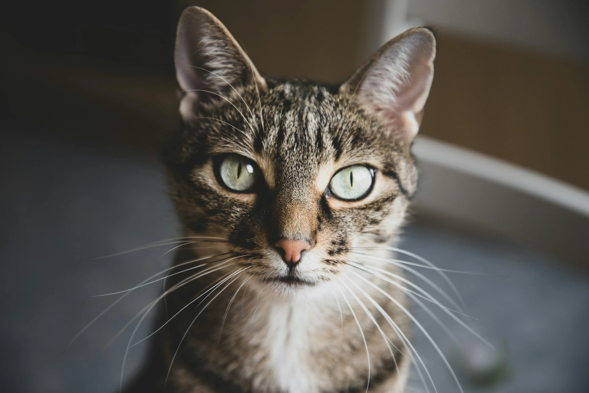A tabby cat with striking green eyes looking directly at the camera.
