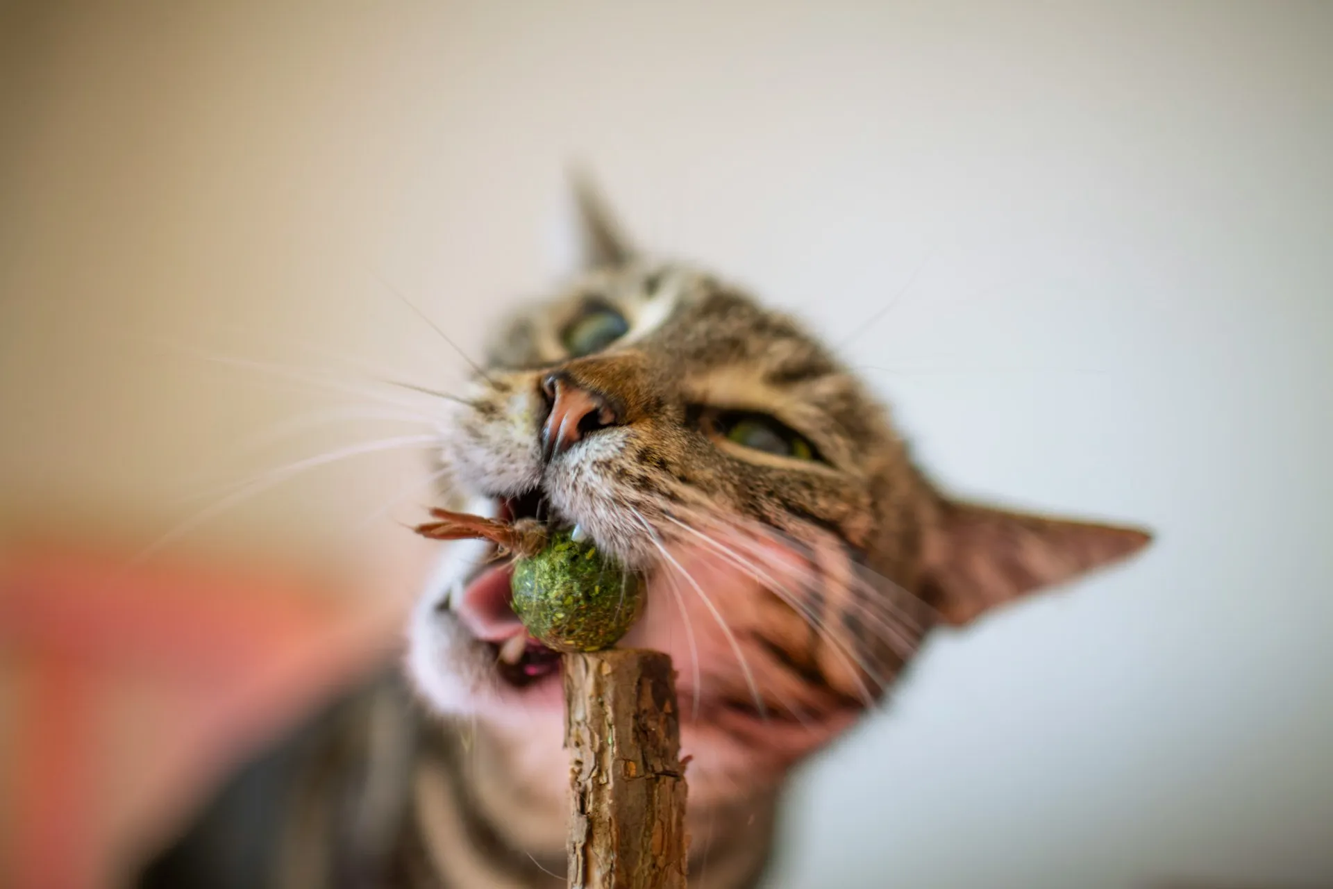A tabby cat biting a green catnip ball attached to a wooden stick.