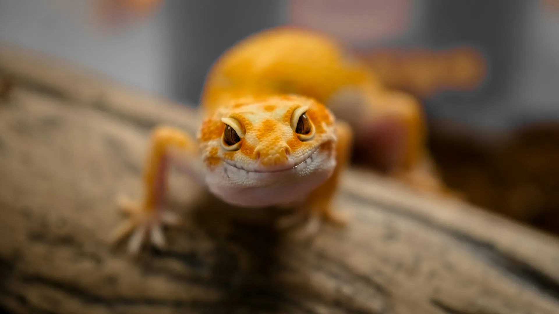 A leopard gecko looking directly forward with a smile-like expression on a branch.