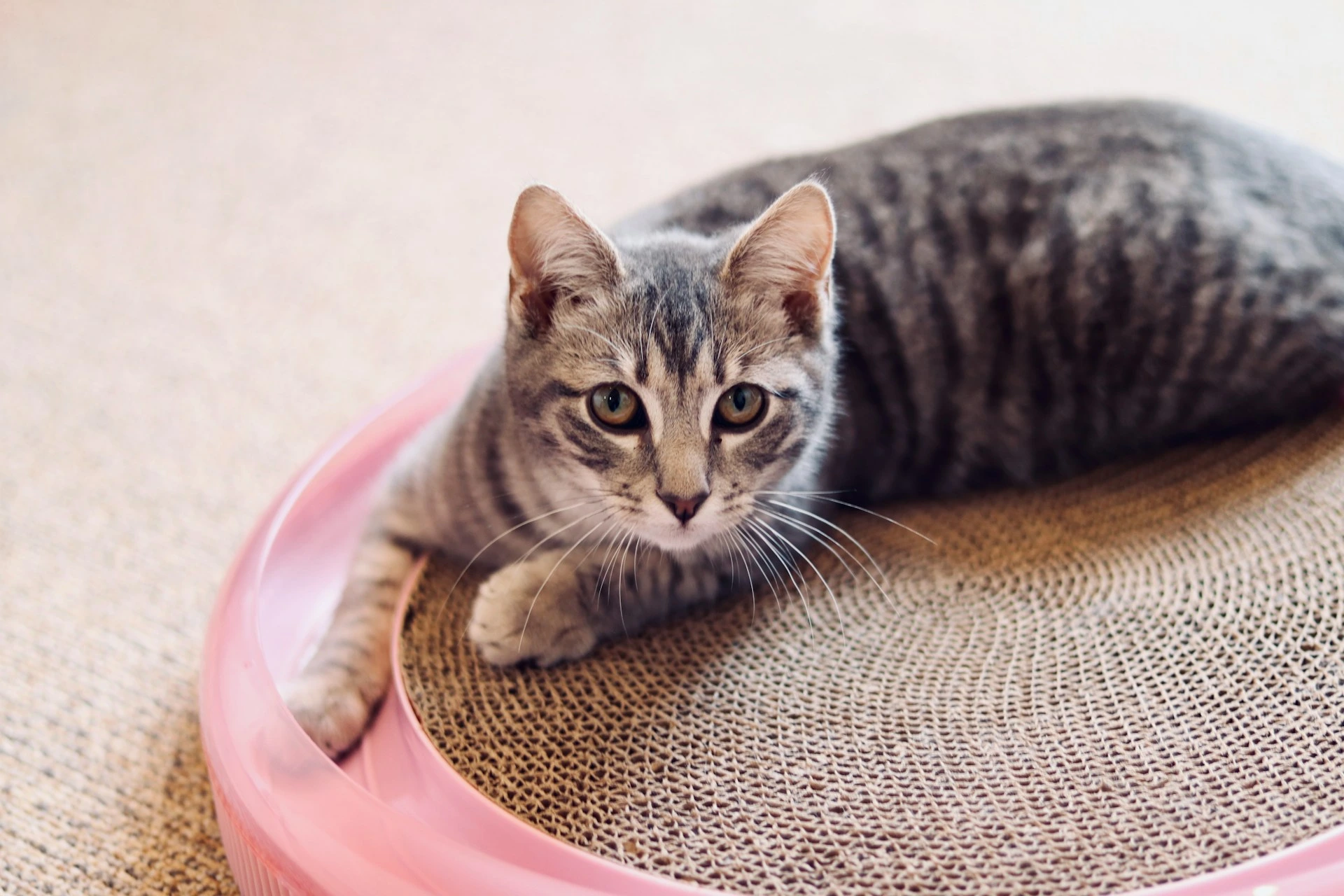 A grey tabby cat lies on a circular cardboard scratcher toy with a pink border.